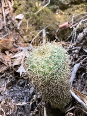 Parodia concinna