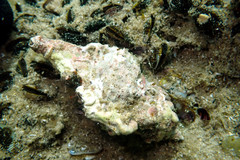 Pterochelus triformis