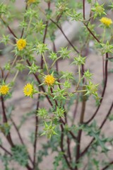 Berkheya heterophylla radiata