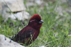 Taiwan Rosefinch photo 2