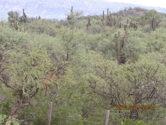 Trichocereus terscheckii
