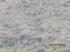 Trichocereus terscheckii