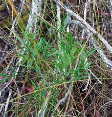 Asparagus striatus