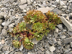 Epilobium pycnostachyum