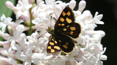Carterocephalus longimaculatus