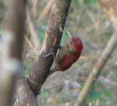 Dryobates sanguineus