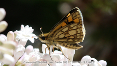 Carterocephalus longimaculatus