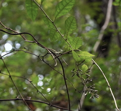 Decaneuropsis gratiosa