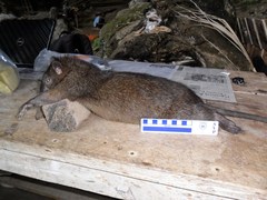 Armandville's Papagomys photo 2