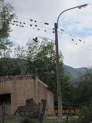 Tillandsia capillaris