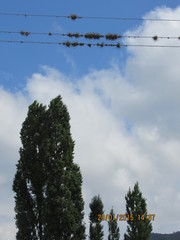 Tillandsia capillaris