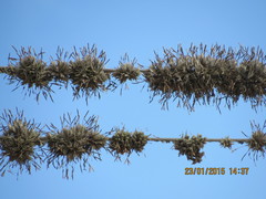 Tillandsia capillaris