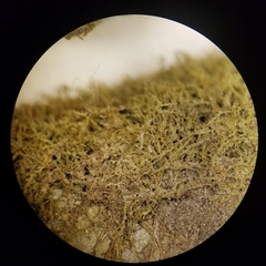 Cephalozia bicuspidata