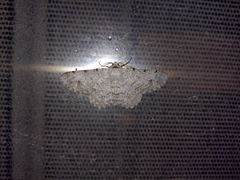 Lassaba parvalbidaria