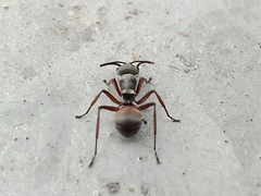 Polyrhachis tibialis