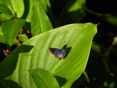 Theope foliorum