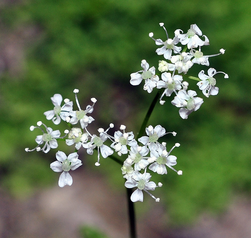 Conopodium bunioides