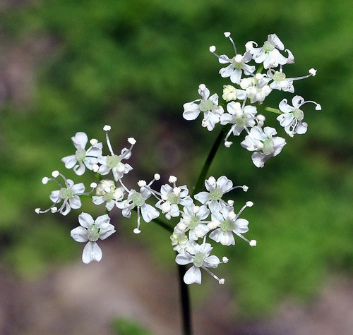 Conopodium bunioides