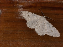 Lassaba parvalbidaria