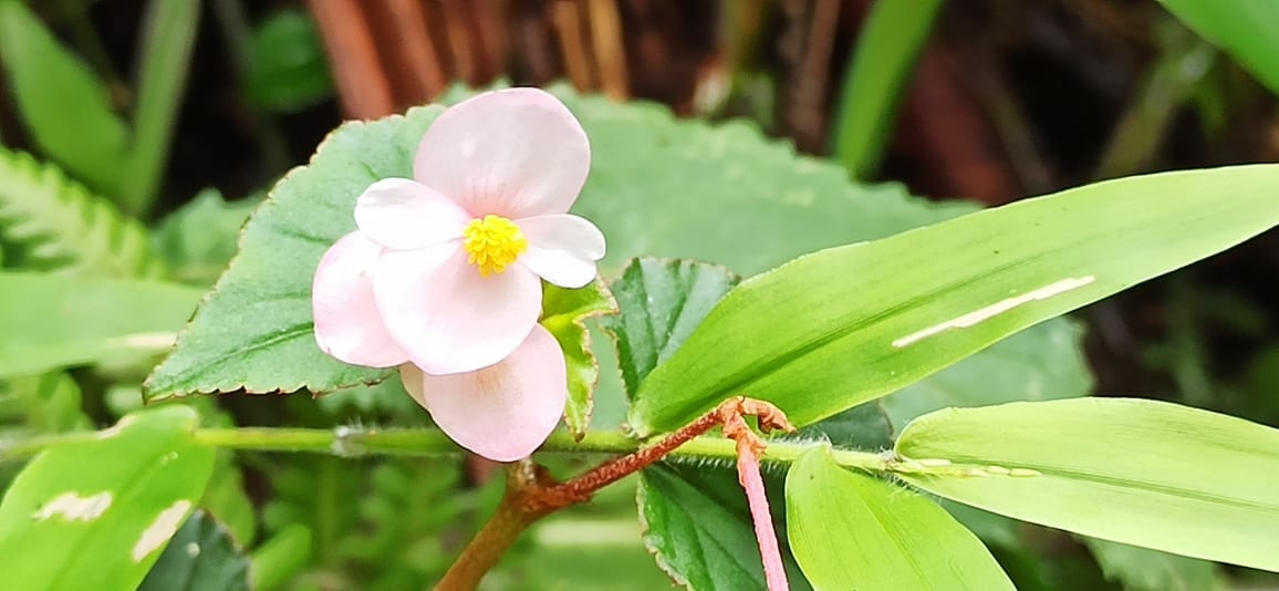 Begonia fischeri