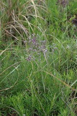 Vernonia capensis