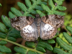 Mylon zephus