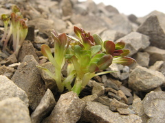 Epilobium pycnostachyum