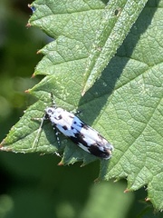 Ethmia quadrillella