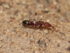 Anochetus levaillanti