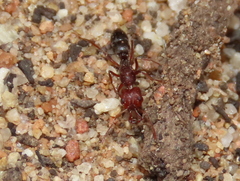 Anochetus levaillanti