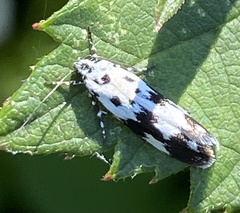 Ethmia quadrillella