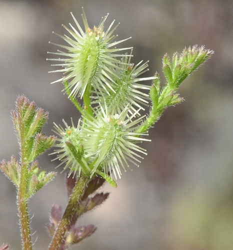 Durieu's carrot (Daucus durieua)