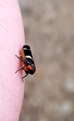 Eurymeloides bicincta