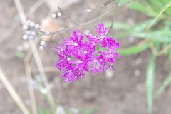 Vernonia capensis
