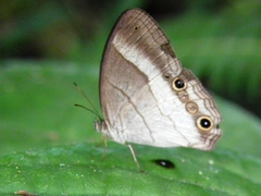 Euptychoides laccine