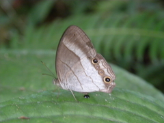 Euptychoides laccine