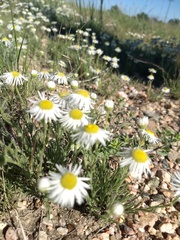 Erigeron canus