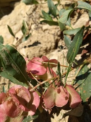 Rumex venosus