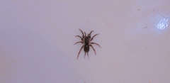 Ischnothele annulata