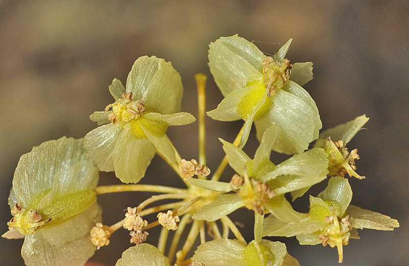 Thapsia tenuifolia