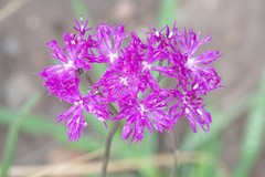 Vernonia capensis