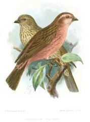 Chinese Beautiful Rosefinch photo 2