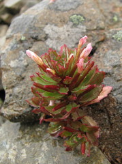Epilobium pycnostachyum