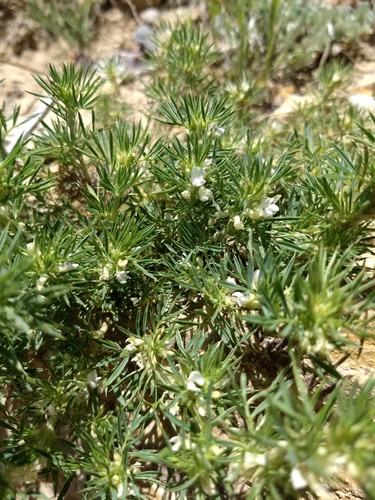 Astragalus kentrophyta var. kentrophyta
