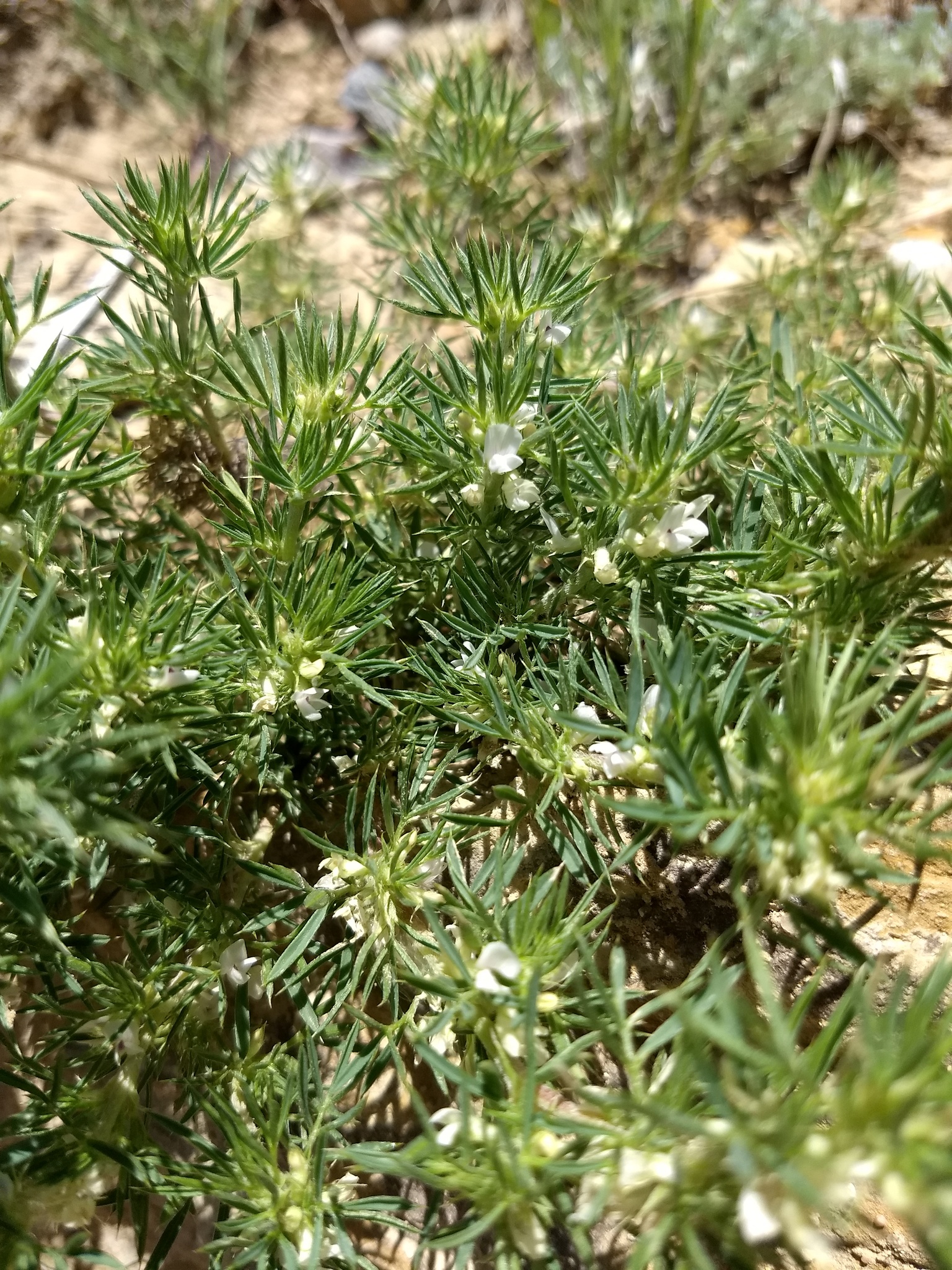 Astragalus kentrophyta var. kentrophyta