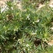 Astragalus kentrophyta kentrophyta - Photo (c) Stephen Hauptli, algunos derechos reservados (CC BY-NC), subido por Stephen Hauptli