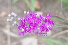 Vernonia capensis