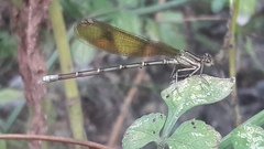 Argia rhoadsi