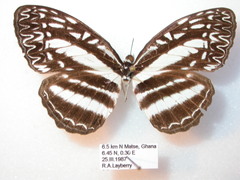 Pseudoneptis bugandensis ianthe