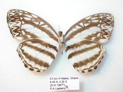 Pseudoneptis bugandensis ianthe